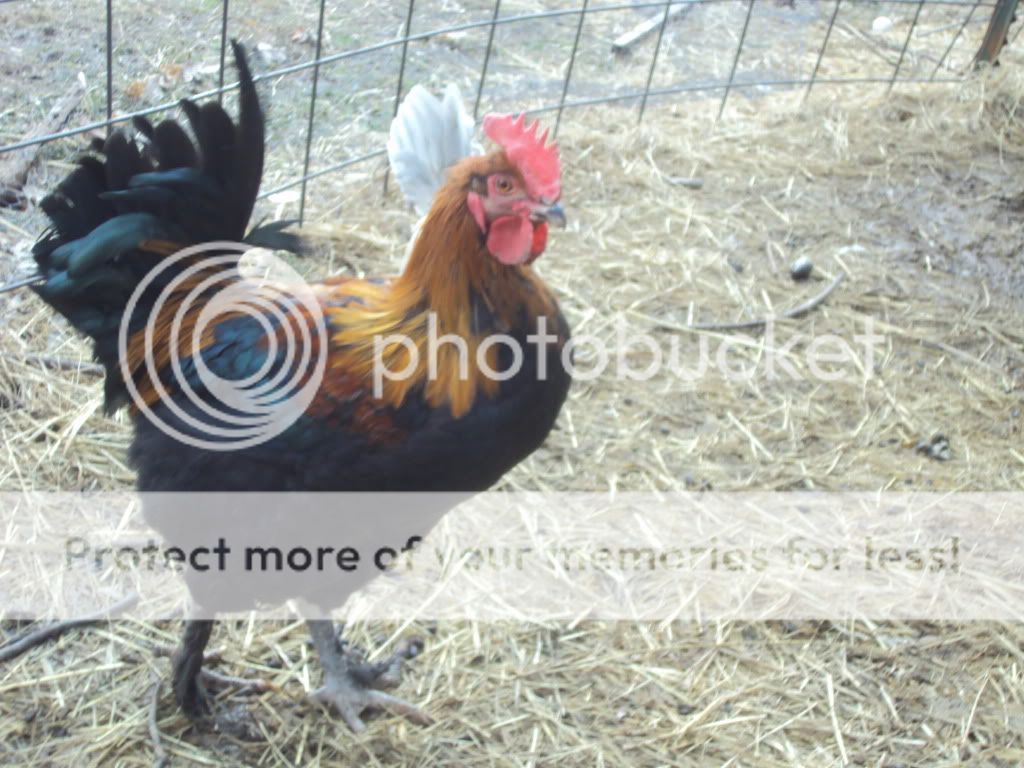 ChickPicks172.jpg