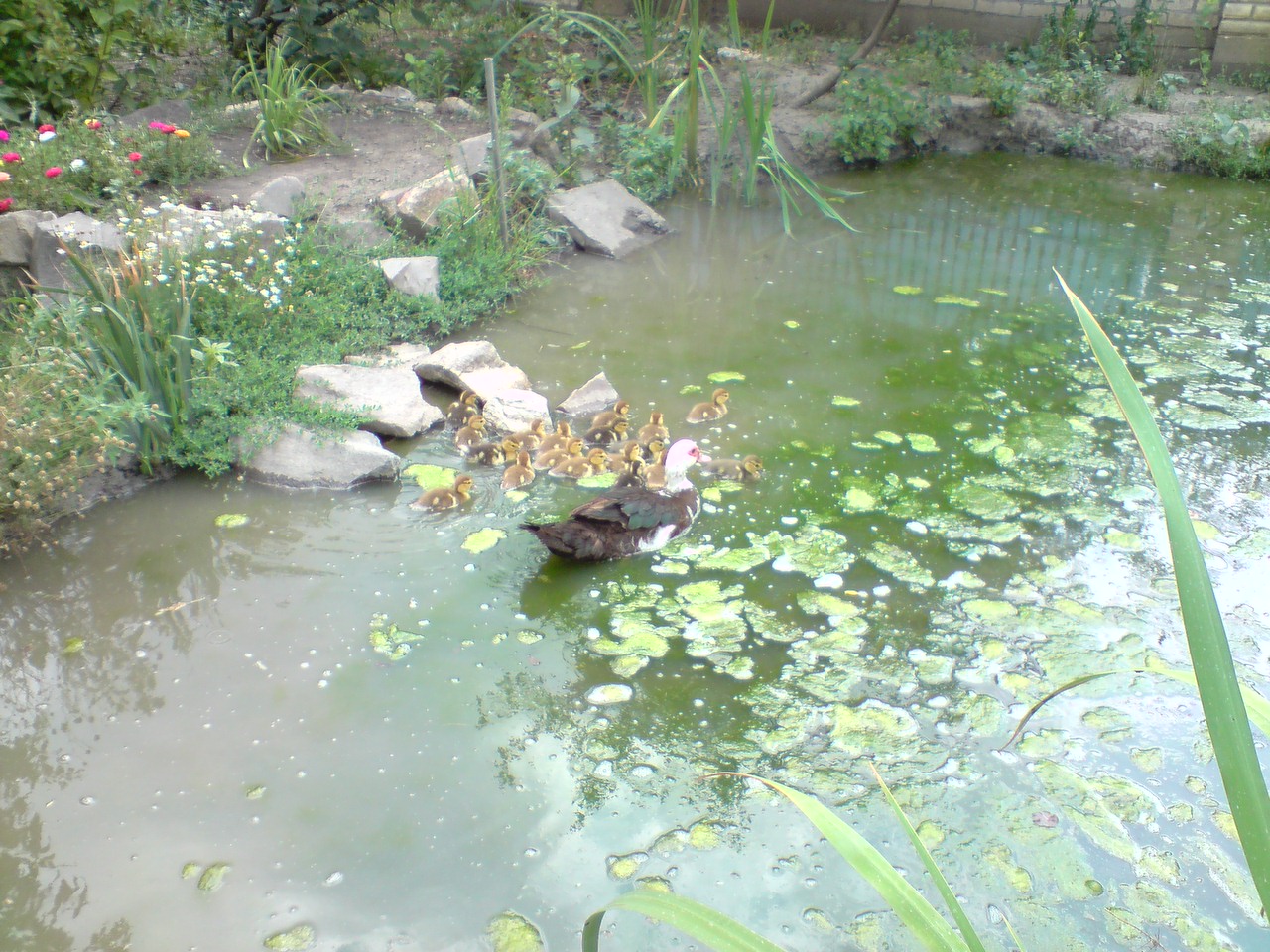 IMG_0009177945.jpg