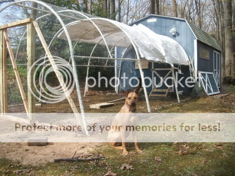 chickenshouse061.jpg