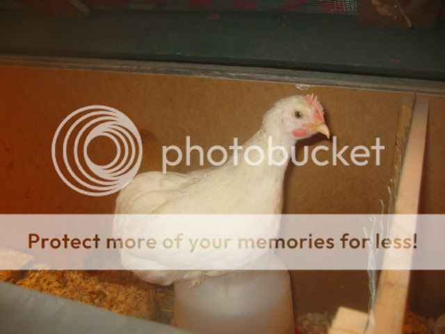 100_0008-1.jpg