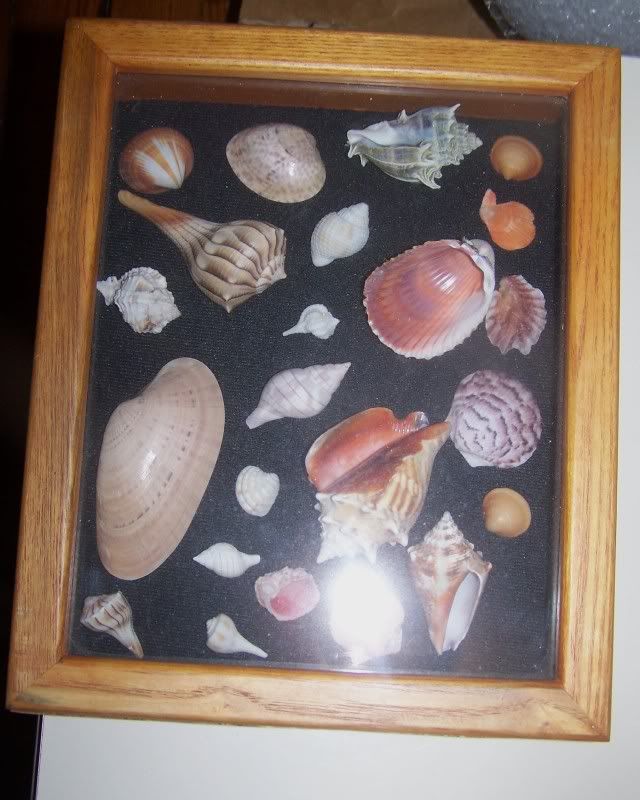 fossils20.jpg