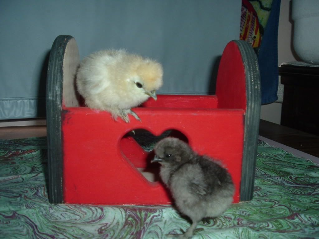 mychickens207.jpg