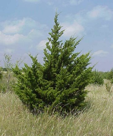 cedar-for-carbon-banking.jpg