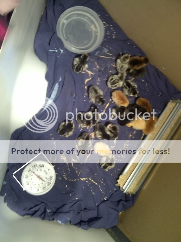 AndrewsNorth-20111123-00054.jpg