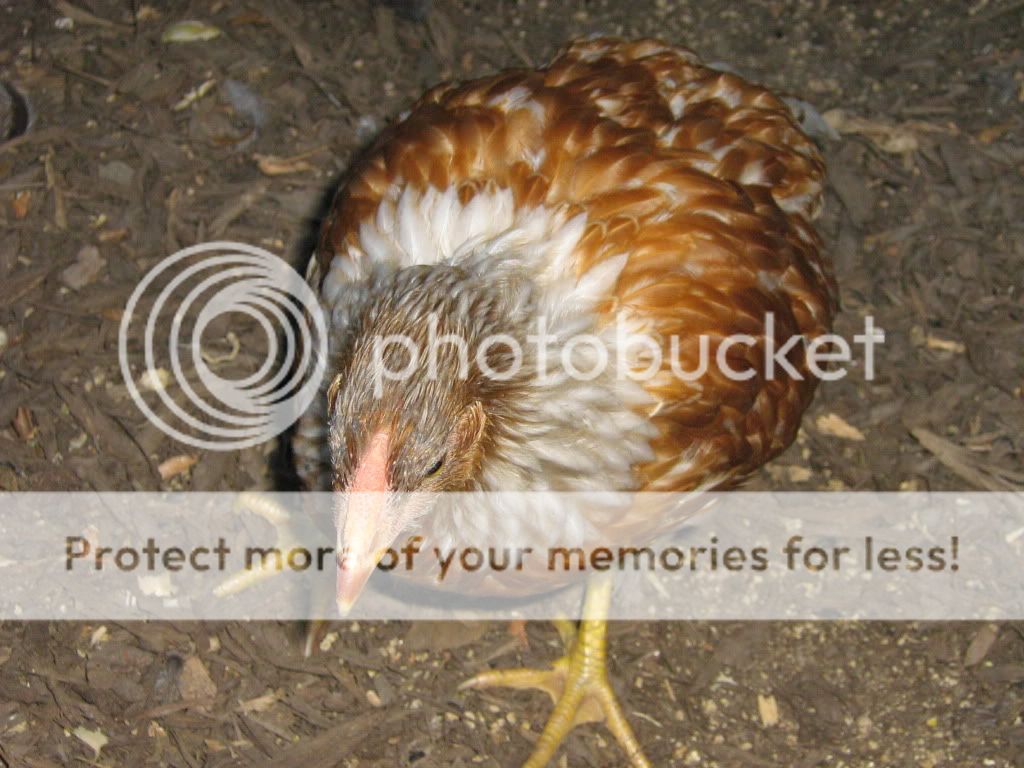 ChickensJuly27th2010087.jpg