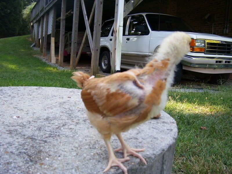 Chicks014-1.jpg