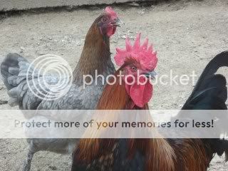 EasterBDChicks127.jpg
