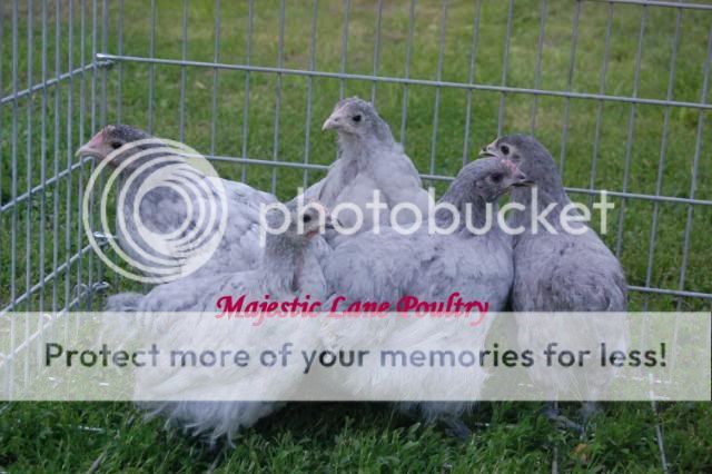 Spring2010Chicks003-1.jpg