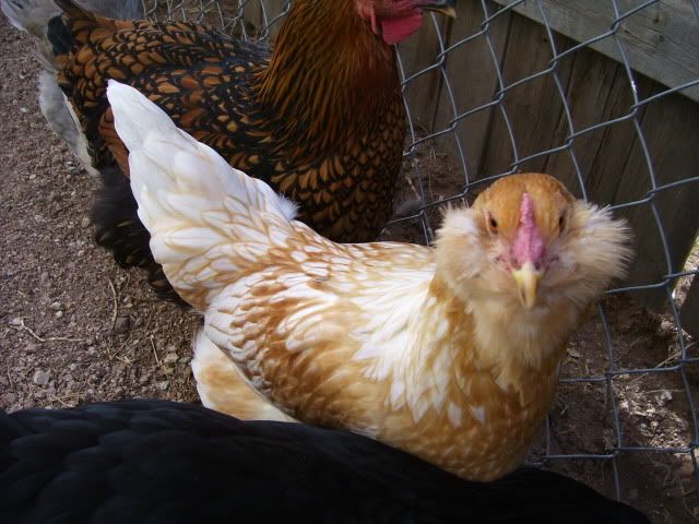 100_2438.jpg