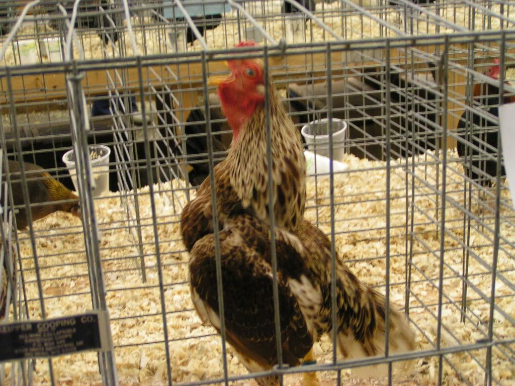PICT0410.jpg