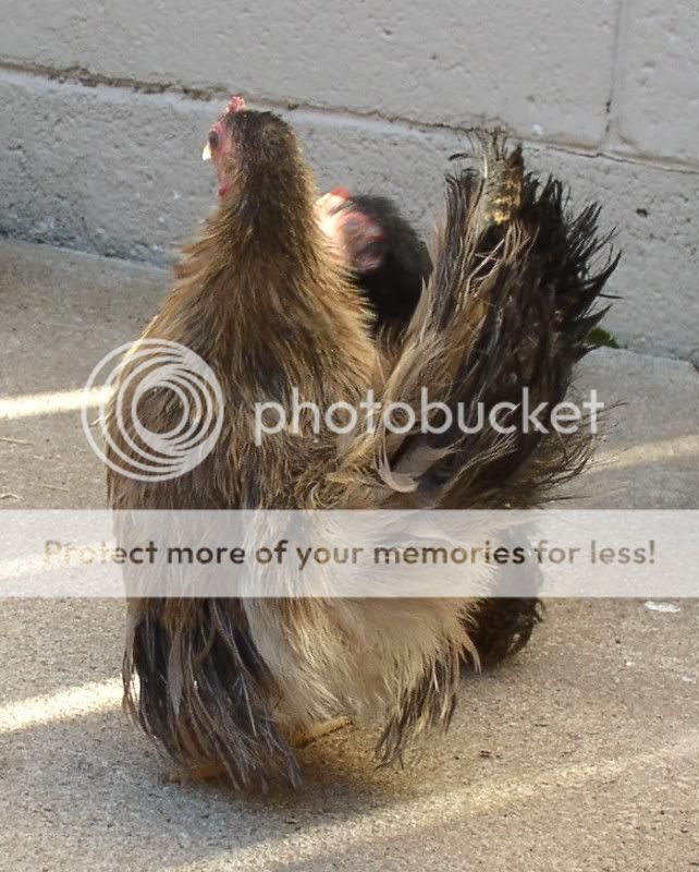JBpullets1019007.jpg