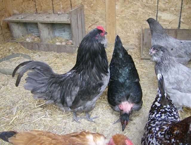 Chickens-December162007012.jpg