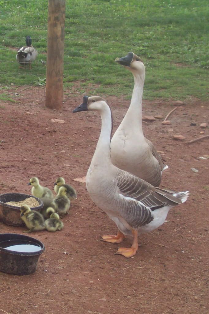 20100515GooseFamily2.jpg