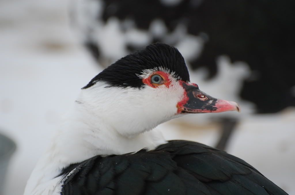 DSC_3716.jpg