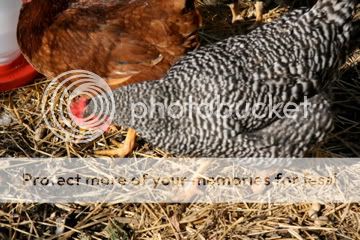 IMG_3527.jpg