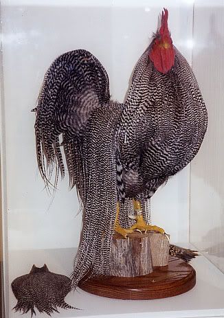 rooster2.jpg