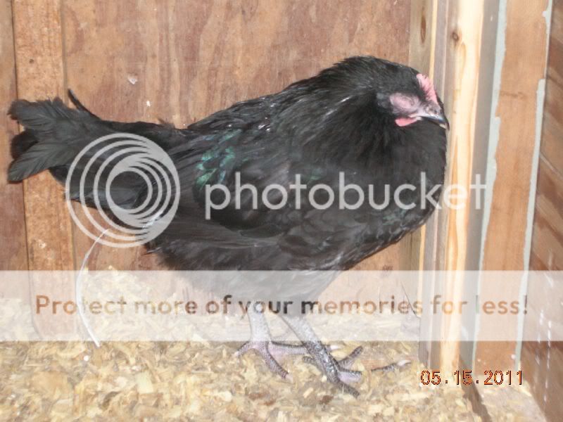 chickens25.jpg