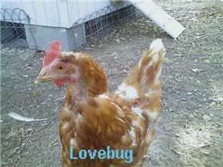 Lovebug.jpg