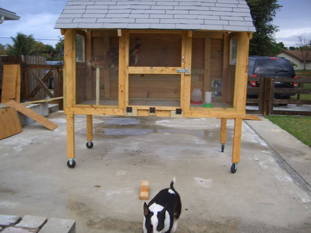 Chickenscoop001.jpg