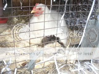 chicks004.jpg