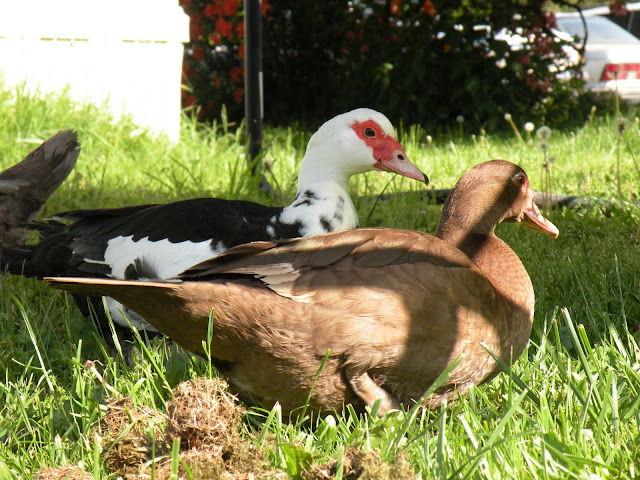 DSCN3076.JPG