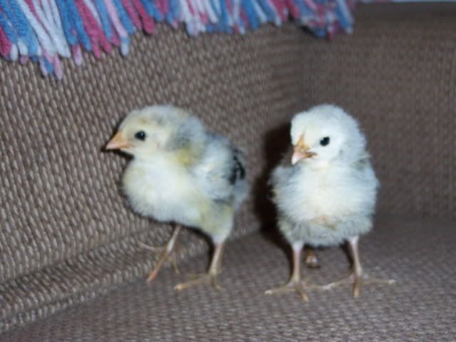 FuzzyButts047.jpg
