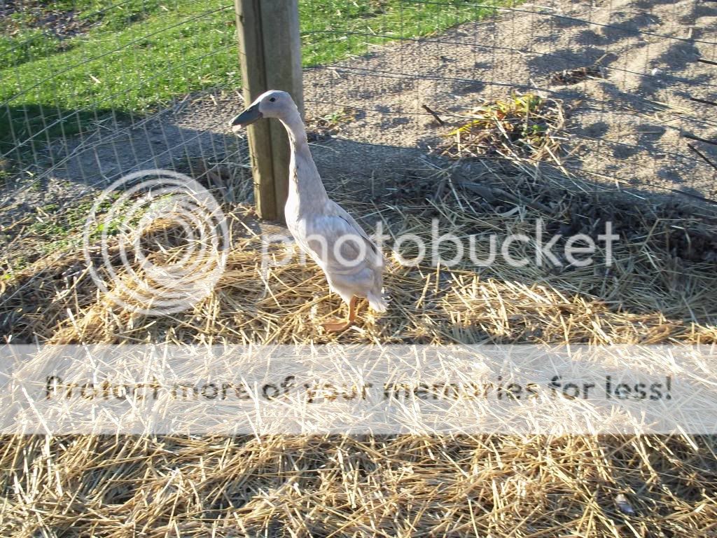 birdpictures058.jpg