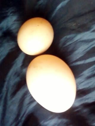 ittybittyegg.jpg