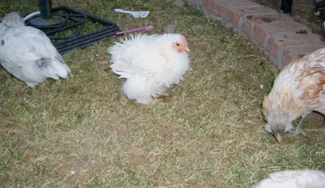 Frizzle209.jpg