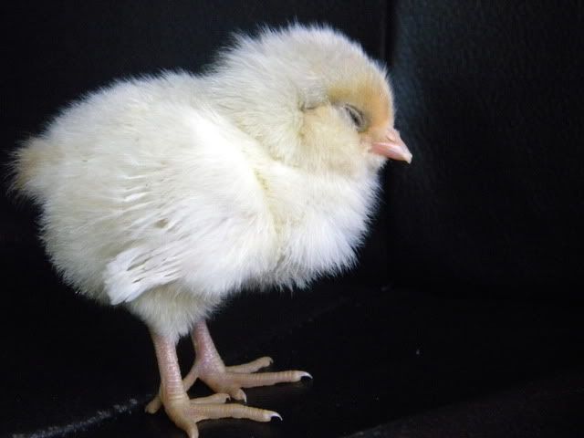 DSCN0639.jpg