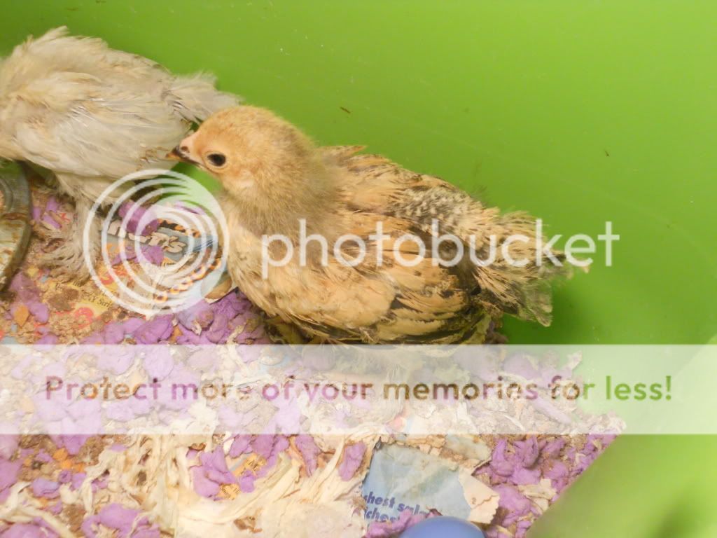 DSCN0331.jpg