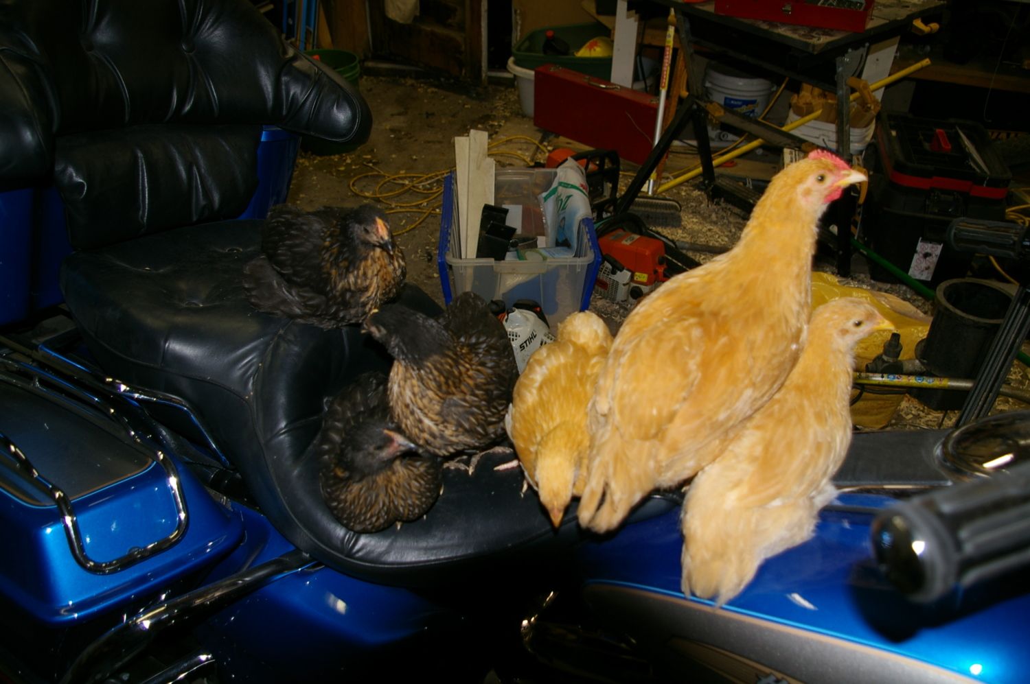 900x900px-LL-bdf30a7e_BikerChicks070.jpeg