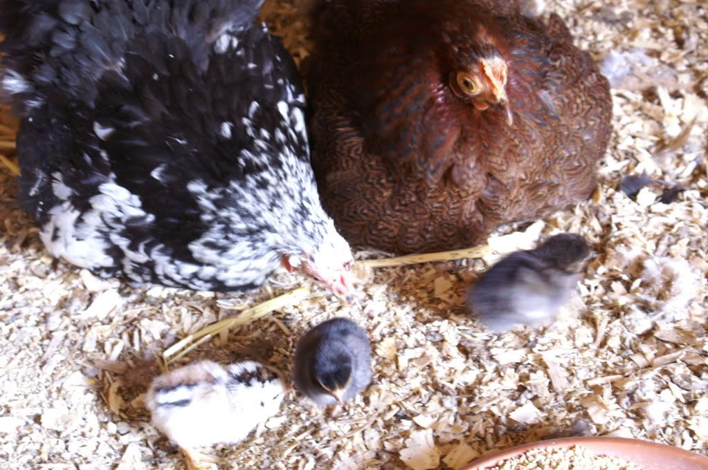 mychickens075.jpg