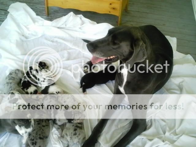 pups1049.jpg