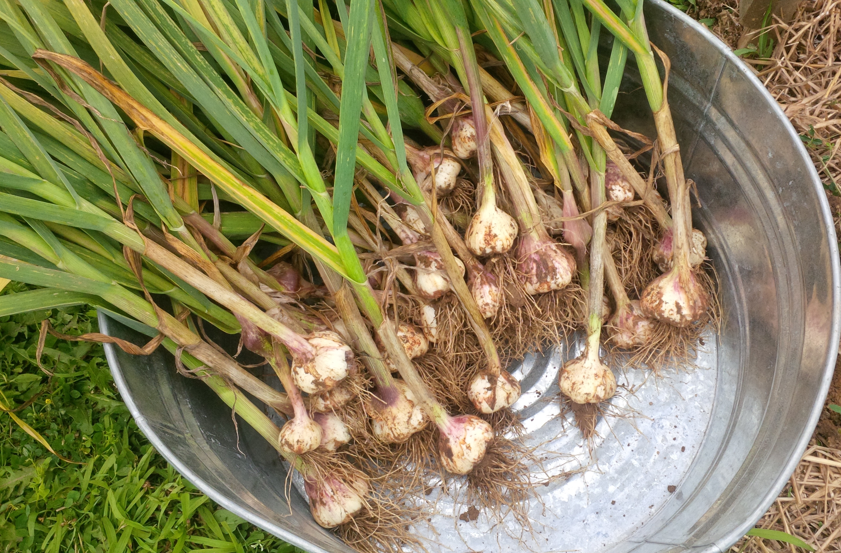 garlic6.jpg