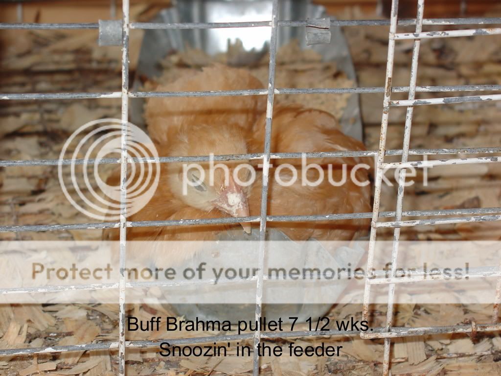 062007BirdsinCoop-56.jpg