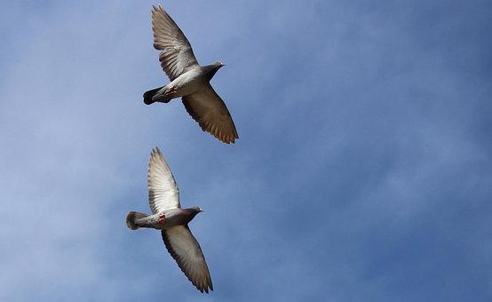 pigeons-2326719__340.jpg