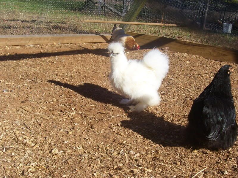 chickens12-14-07014.jpg