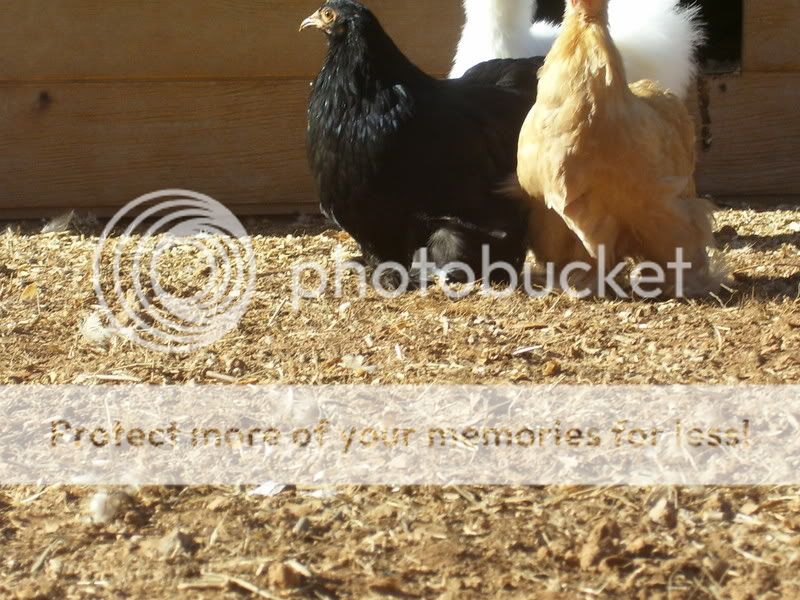 chickens12-14-07019-1.jpg