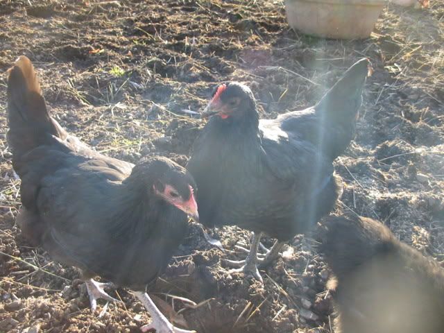 chickens019.jpg