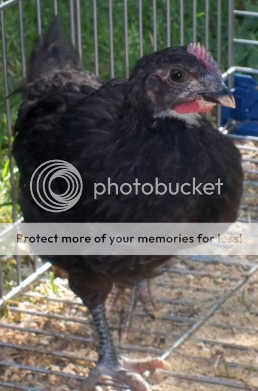 BlkRoodarkcomb1.jpg