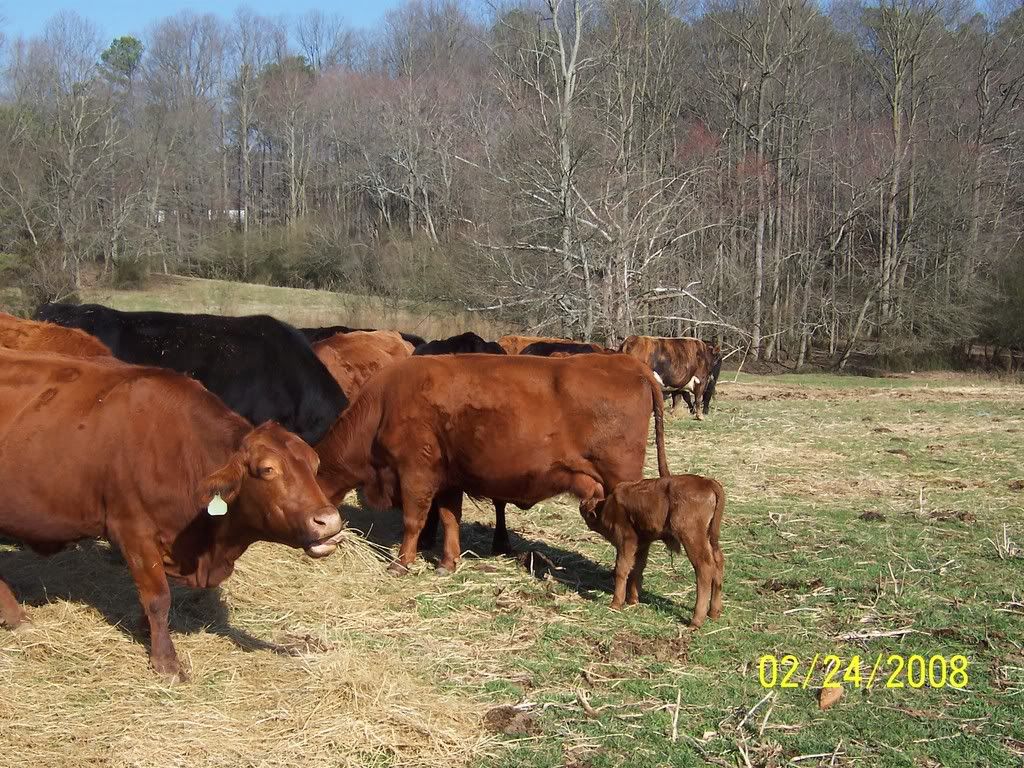 cattle010.jpg