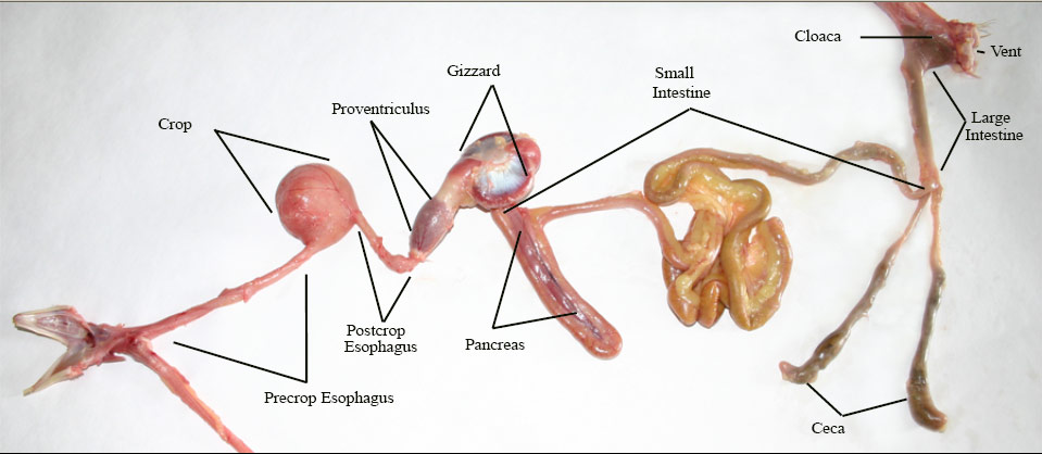 chicken_digestion_labeled.jpg