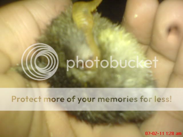 DSC00010.jpg