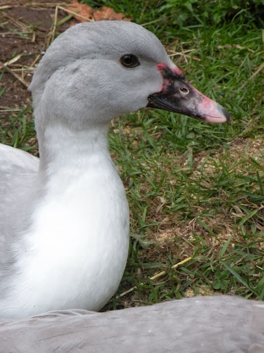 DSCN4602.JPG