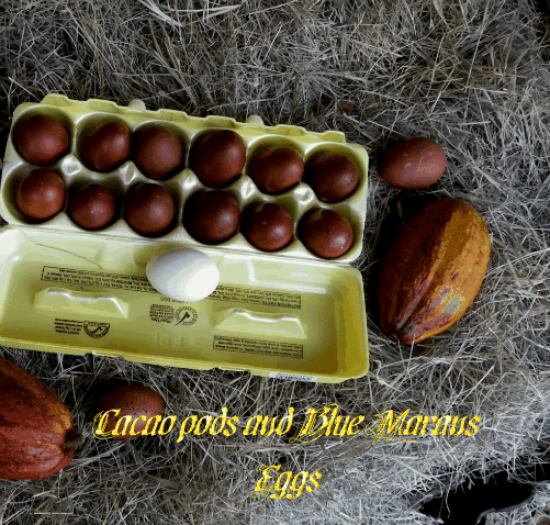 cacaopods.gif