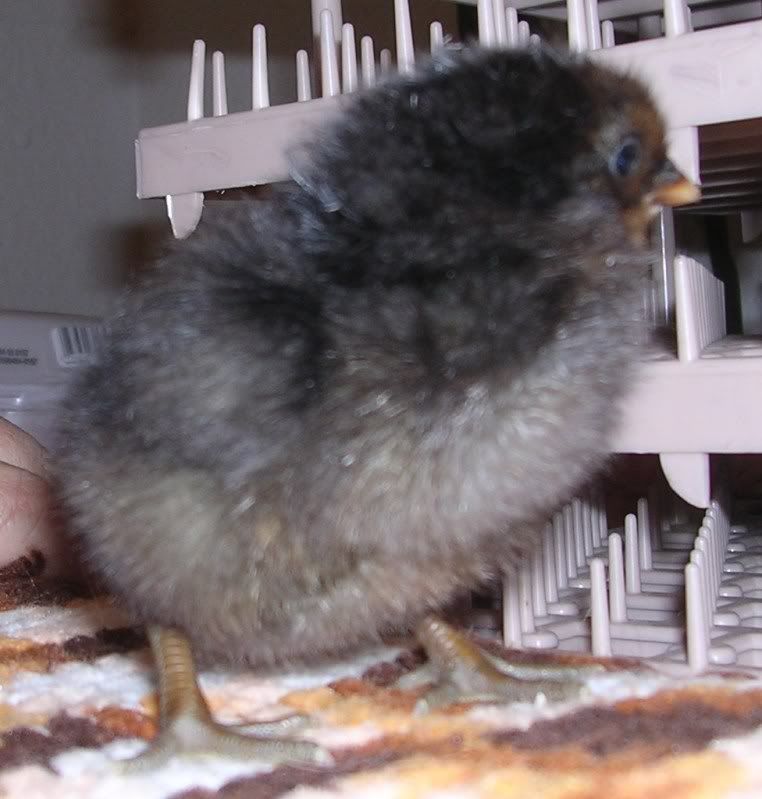 Chick42.jpg