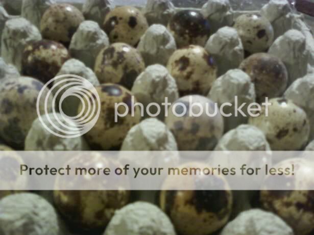 quaileggs1.jpg