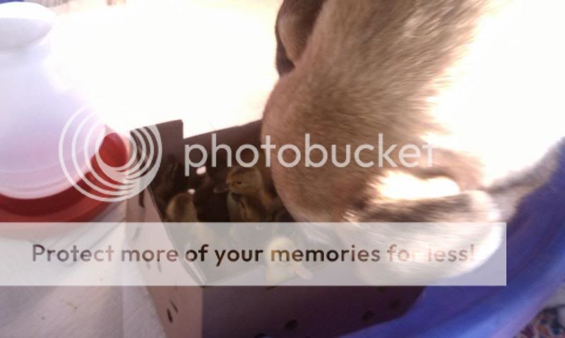 Rubycheckingoutherbabies.jpg