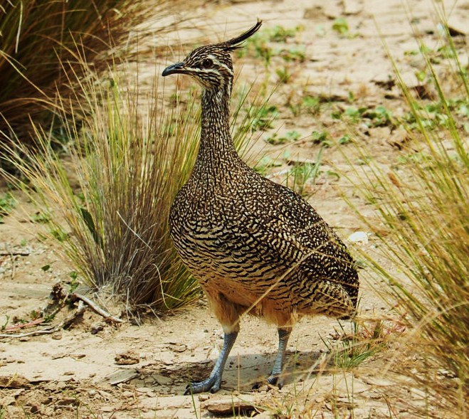 tinamou.jpg